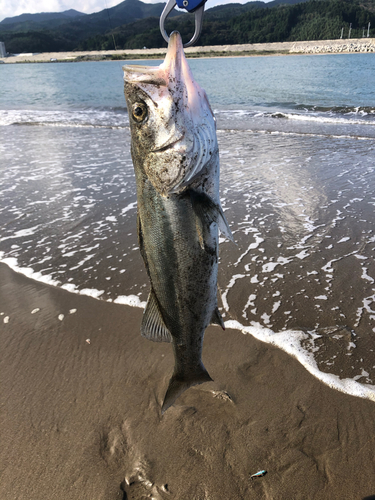 マルスズキの釣果