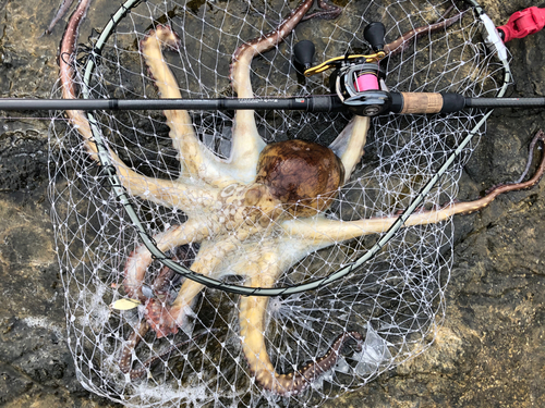 マダコの釣果