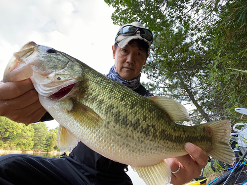 ブラックバスの釣果