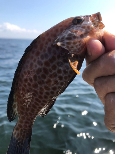 オオモンハタの釣果