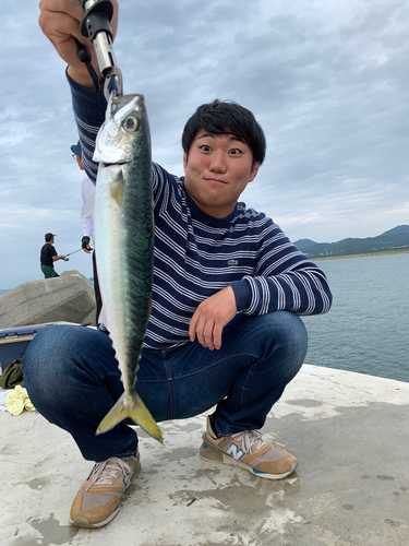 サバの釣果