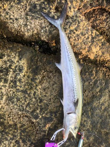 サゴシの釣果