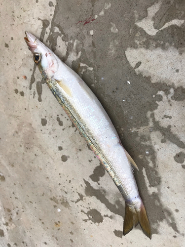 カマスの釣果