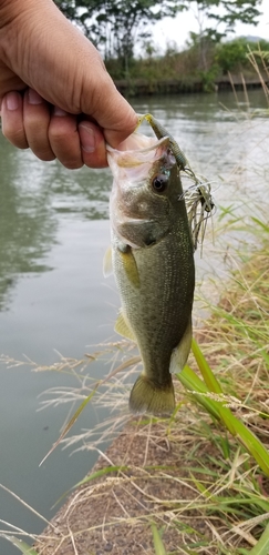 ブラックバスの釣果