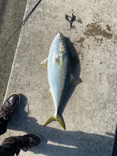 ブリの釣果