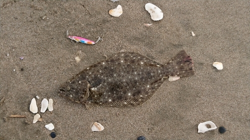 ヒラメの釣果