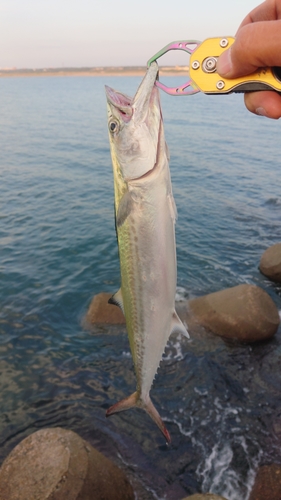 サゴシの釣果