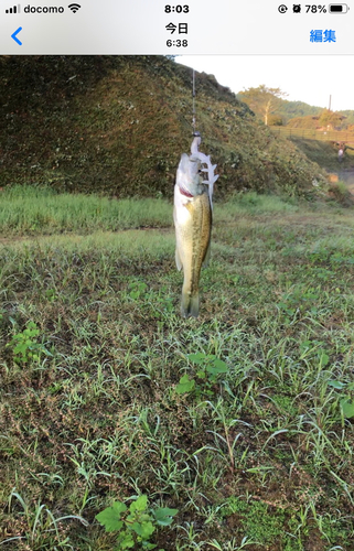 ブラックバスの釣果