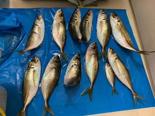 アジの釣果