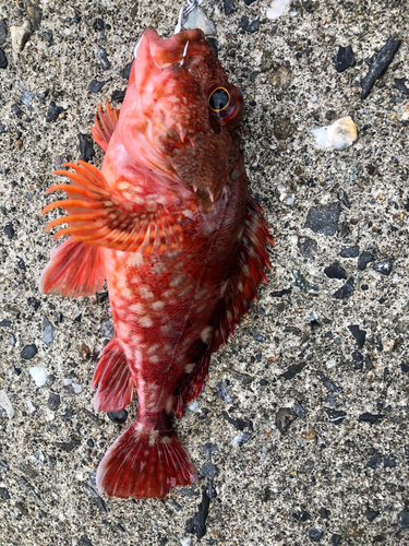 カサゴの釣果