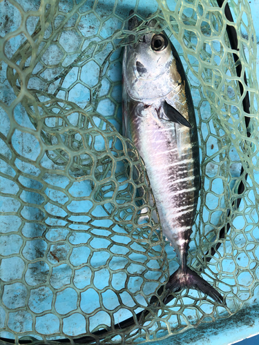 メバチマグロの釣果