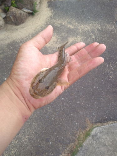 ハゼの釣果