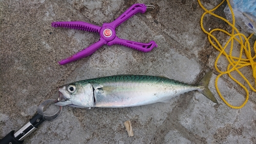 サバの釣果