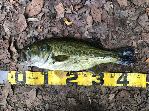 ラージマウスバスの釣果