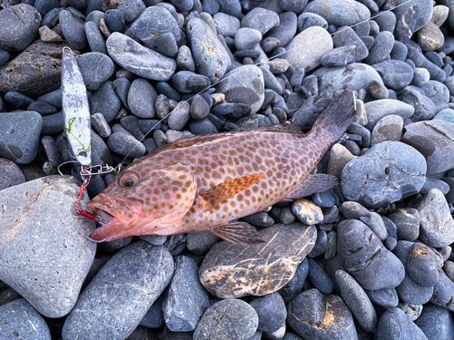 オオモンハタの釣果