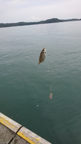 アイゴの釣果