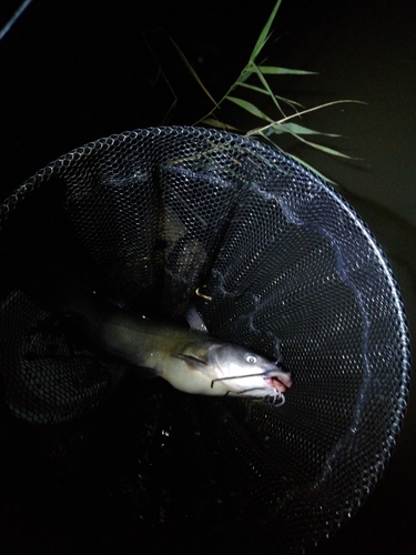 アメリカナマズの釣果