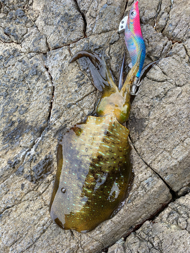 アオリイカの釣果