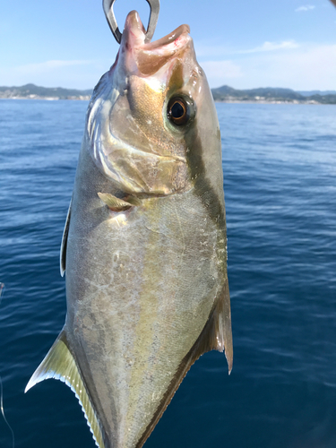 シオの釣果