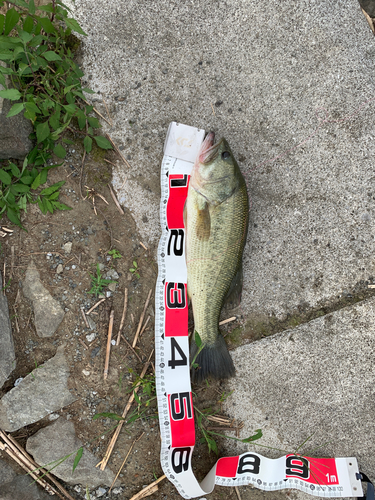 ブラックバスの釣果