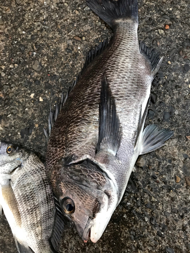 クロダイの釣果