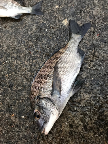 クロダイの釣果