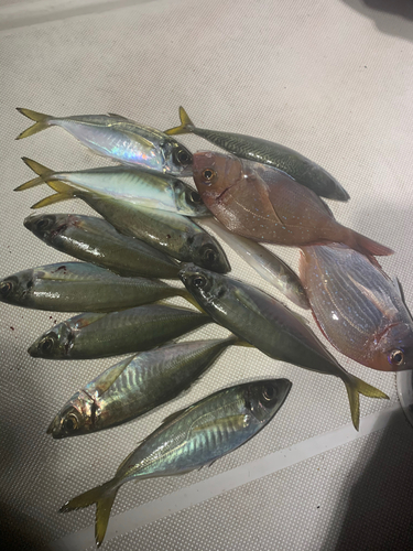 アジの釣果