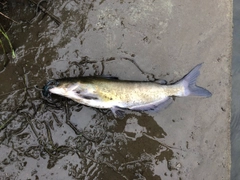 アメリカナマズの釣果