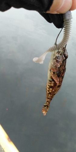 アナハゼの釣果