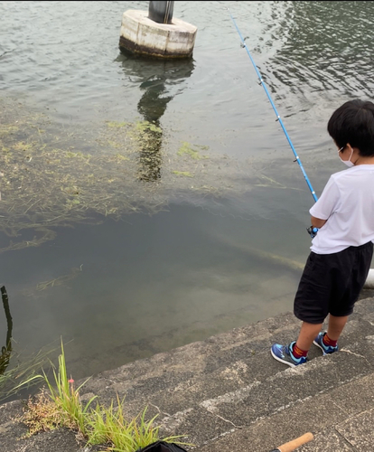 ブルーギルの釣果