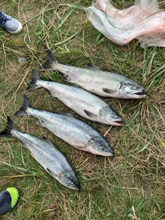 シロザケの釣果