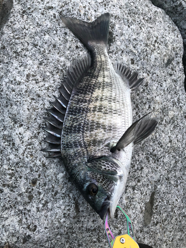 クロダイの釣果