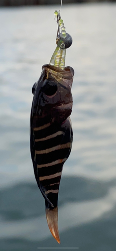 マハタの釣果