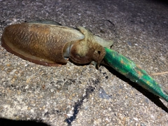 コウイカの釣果