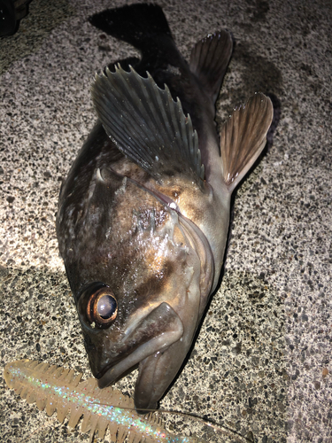 クロソイの釣果