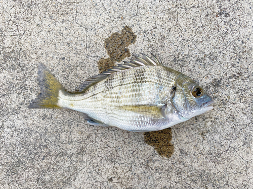 ミナミクロダイの釣果