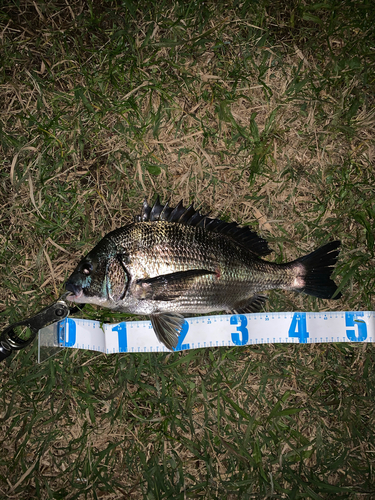 クロダイの釣果