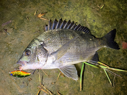 チヌの釣果