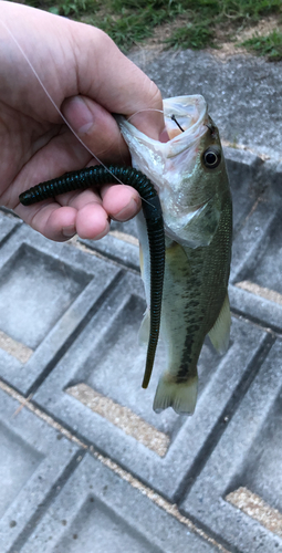 ブラックバスの釣果