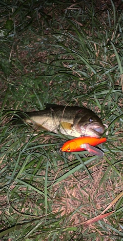 ブラックバスの釣果