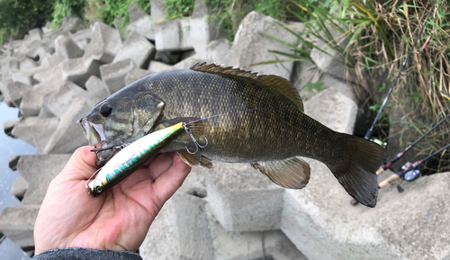 スモールマウスバスの釣果