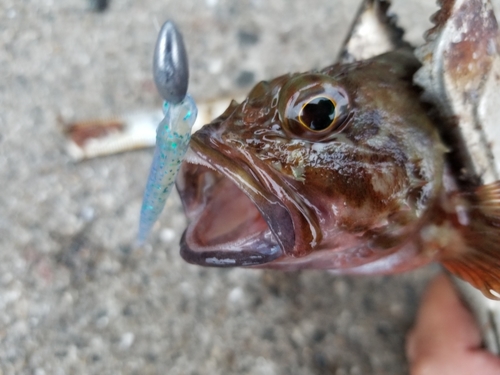 ガシラの釣果