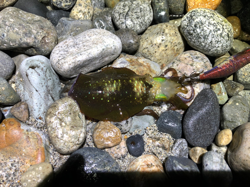 アオリイカの釣果