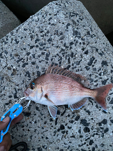 タイの釣果