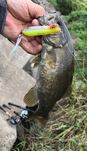 スモールマウスバスの釣果