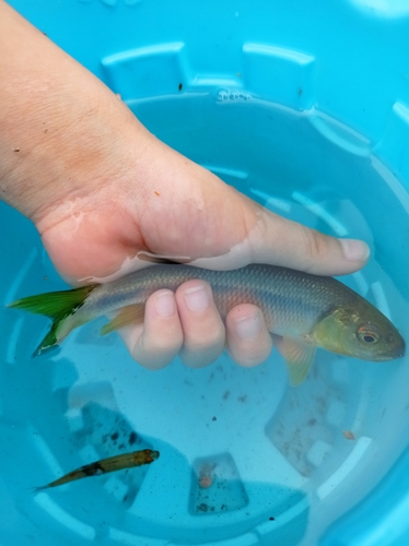 オイカワの釣果