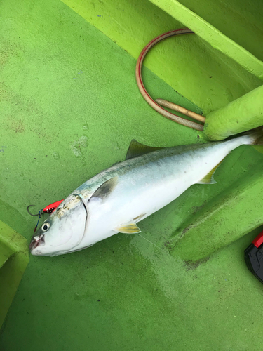 イナダの釣果