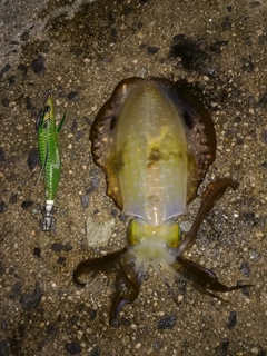 アオリイカの釣果