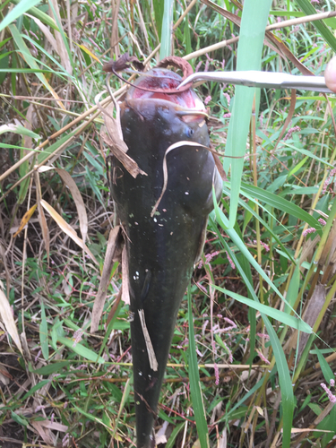 ナマズの釣果