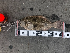 ヒラメの釣果